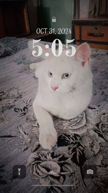 Persian double coated cat available 0