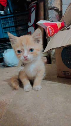 persian  male cat in blue eyes age 2 month