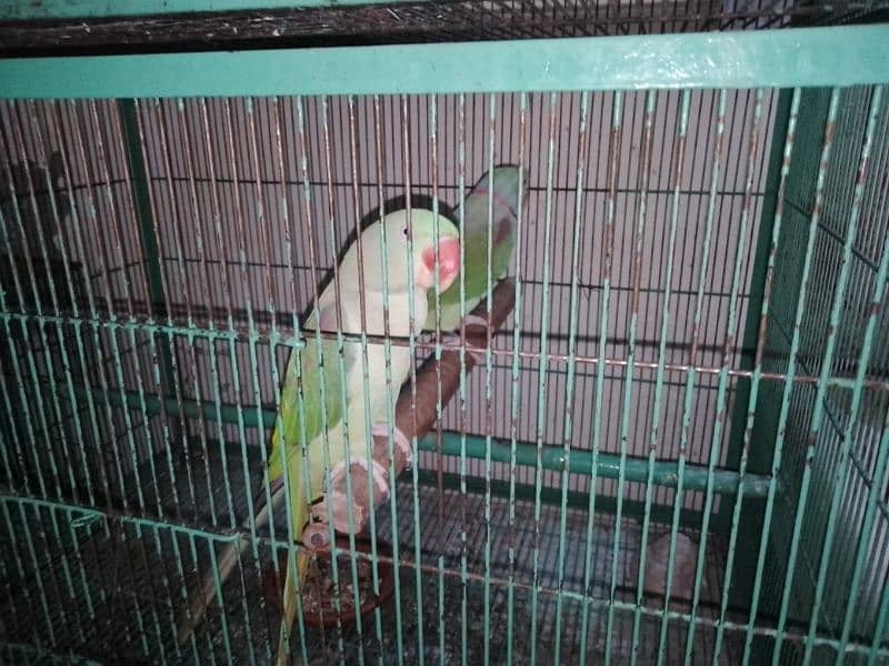 Raw parrot 2