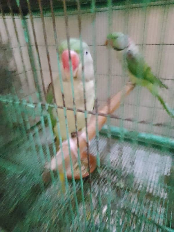 Raw parrot 4