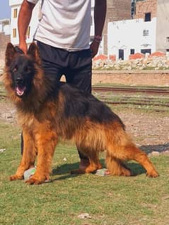 German Shepherd long coated male for sale 7 month