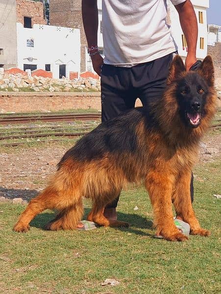 German Shepherd long coated male for sale 7 month 1