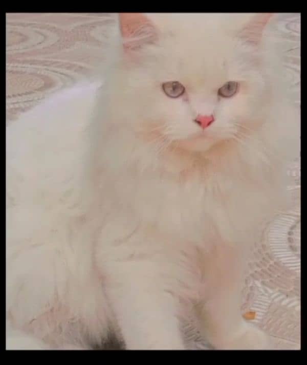 Persian cat for sale, needs a nice home 1