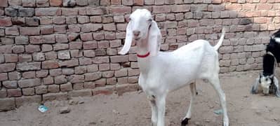 Muhampuri goat