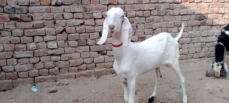 Muhampuri goat 0