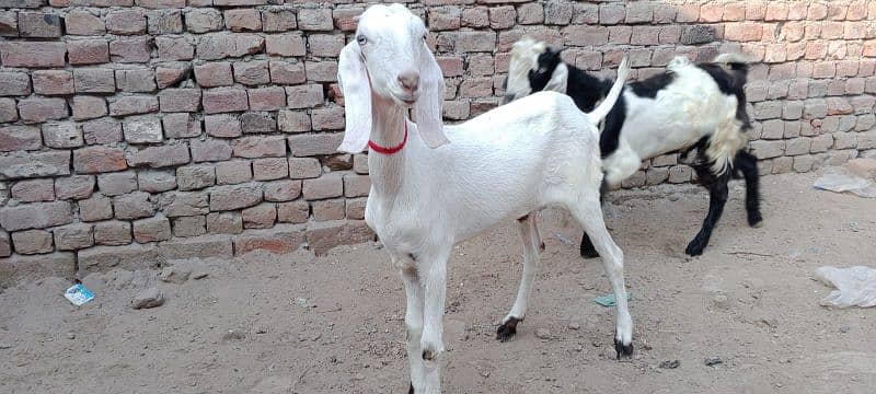 Muhampuri goat 1