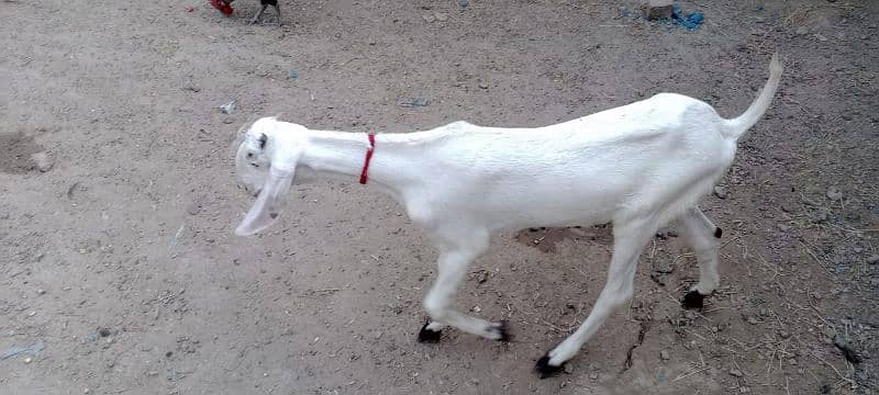 Muhampuri goat 2