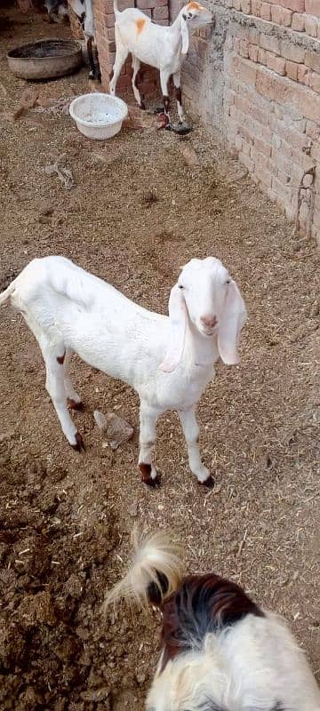 Muhampuri goat 3