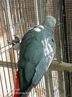 African Grey pair for sale without DNA