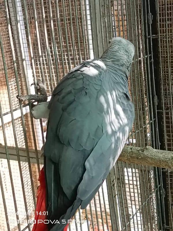 African Grey pair for sale without DNA 0