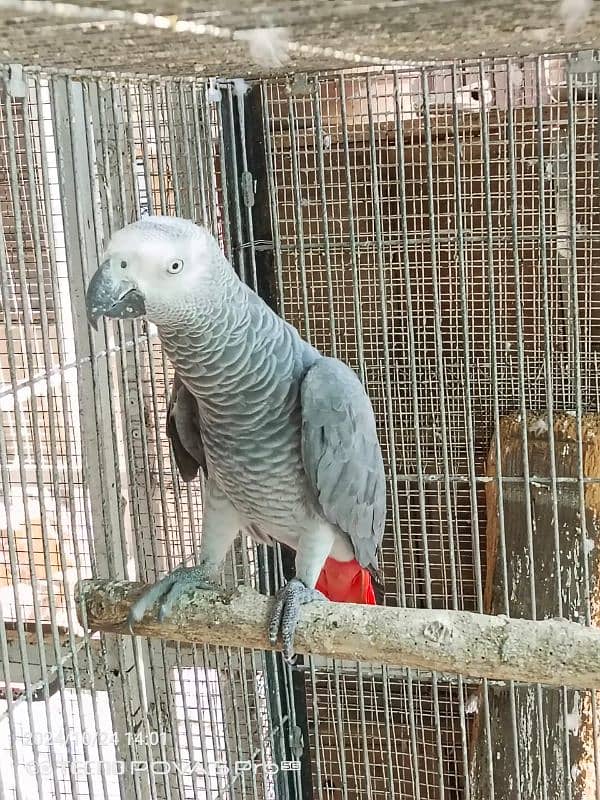 African Grey pair for sale without DNA 2