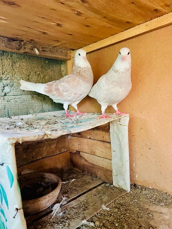 Fancy kabootar pair 0