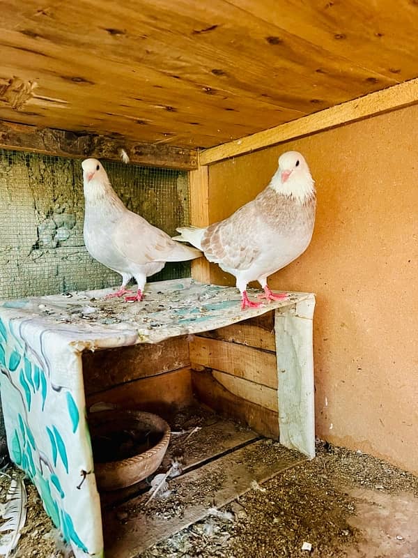 Fancy kabootar pair 3