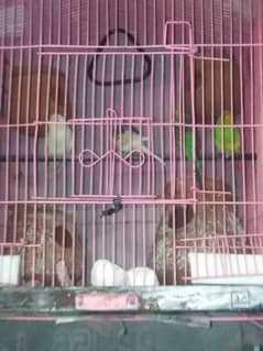 parrot sela