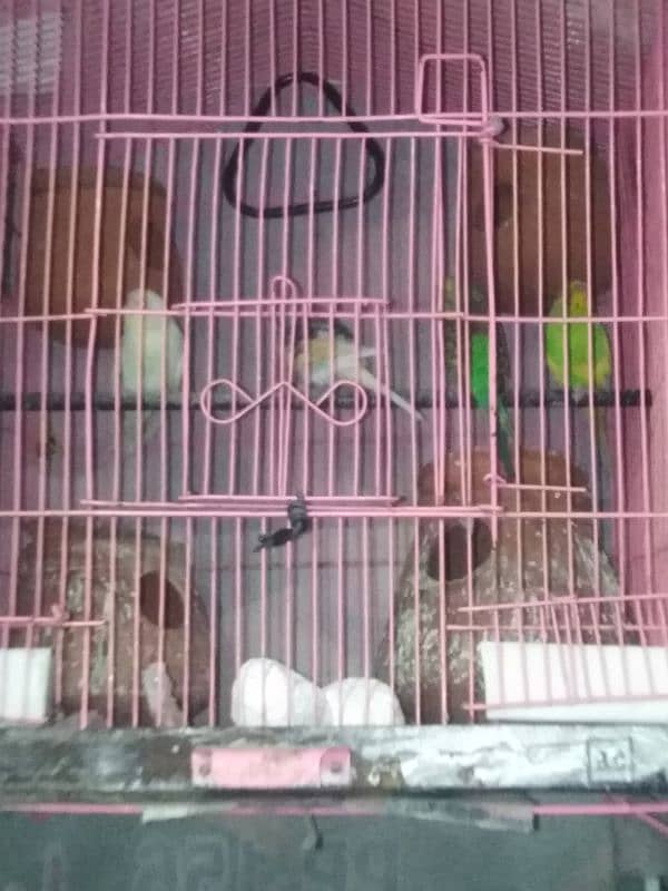 parrot sela 0