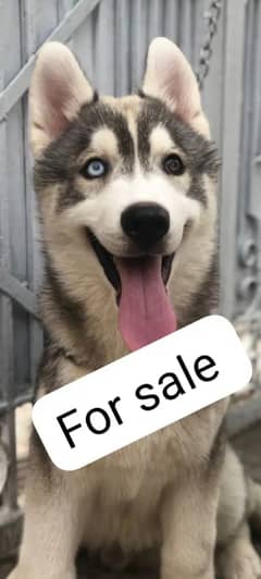 Husky pregnant  female  and male for sale