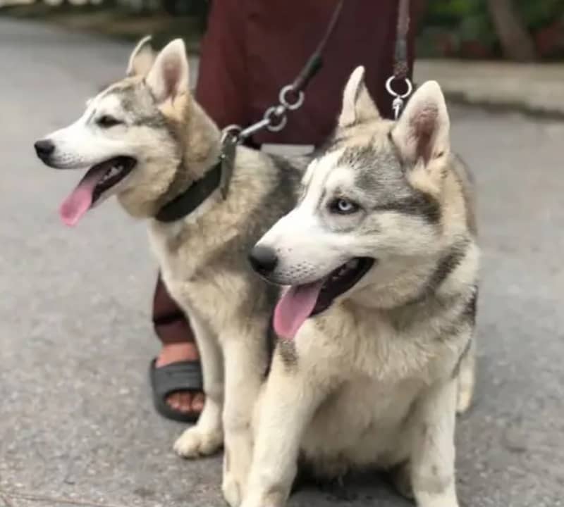 Husky pregnant  female  and male for sale 2