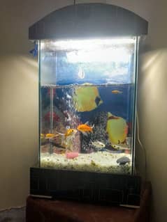 fish aquarium 03182025009