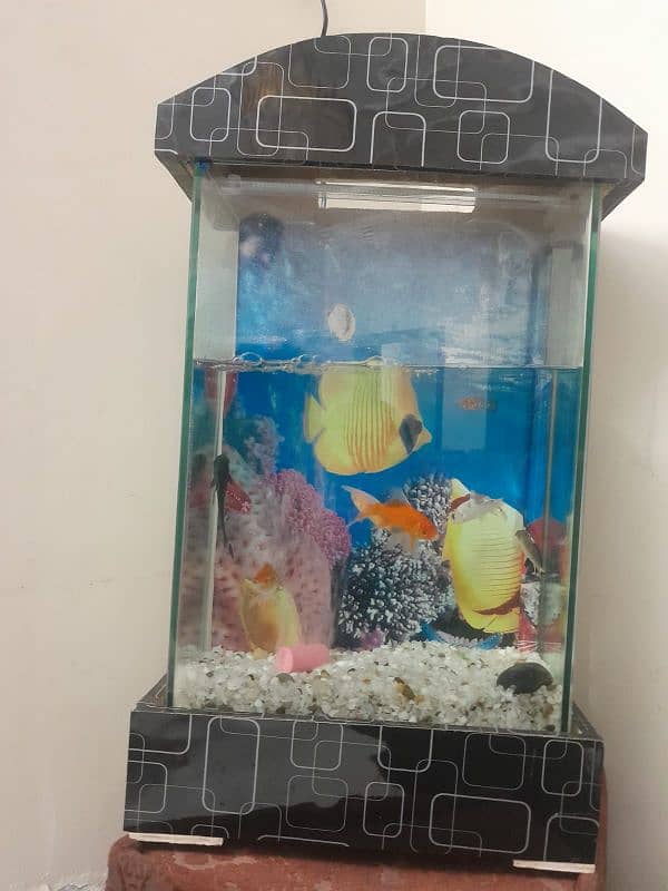 fish aquarium 03182025009 3