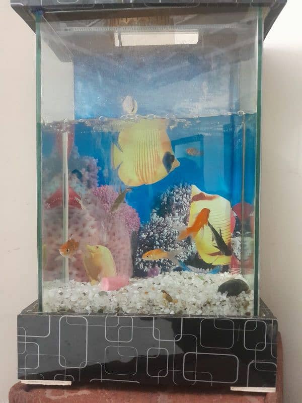 fish aquarium 03182025009 4