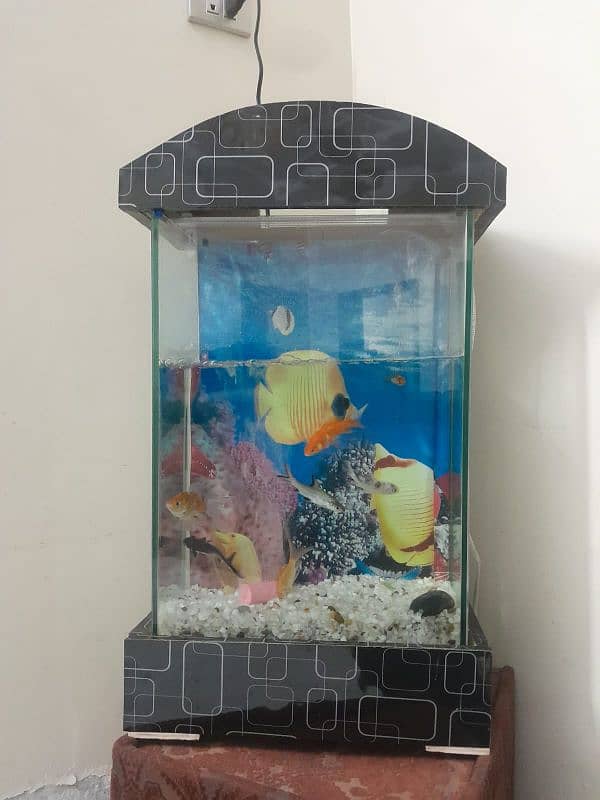 fish aquarium 03182025009 5