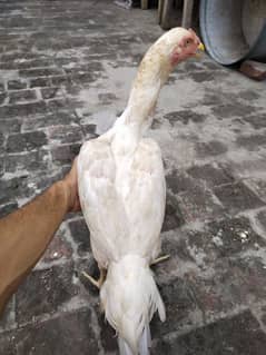 Heera aseel Top quality, ready for bread ,long neck and long height