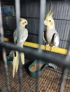 cockatiel breeder pair for sale