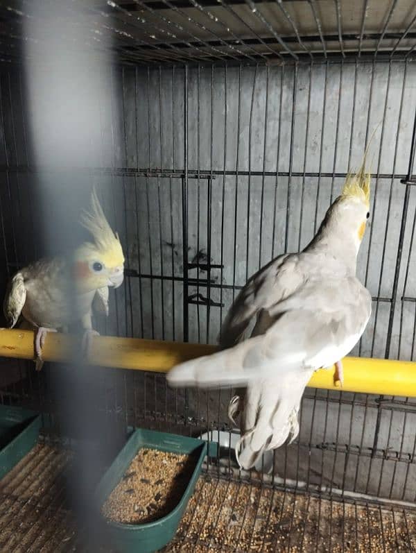 cockatiel breeder pair for sale 2