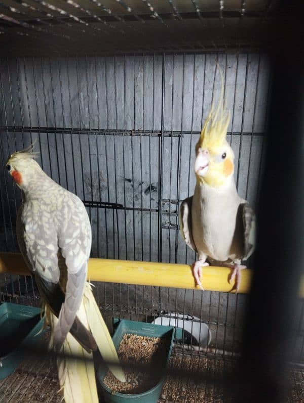 cockatiel breeder pair for sale 3