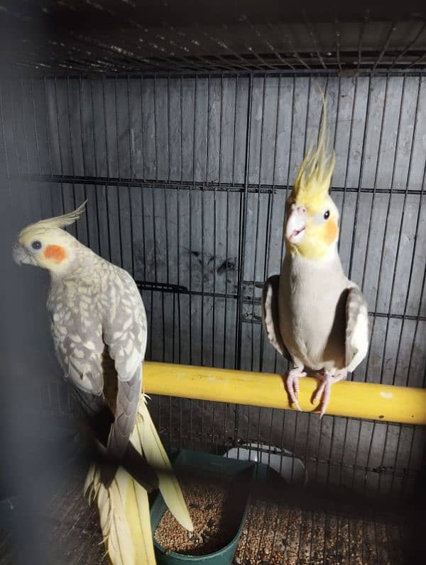 cockatiel breeder pair for sale 4