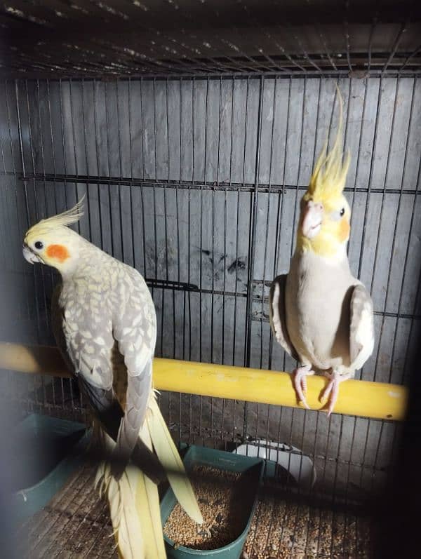 cockatiel breeder pair for sale 5