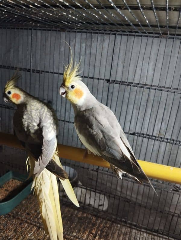 cockatiel breeder pair for sale 6