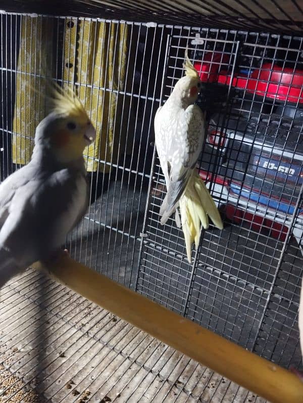 cockatiel breeder pair for sale 8