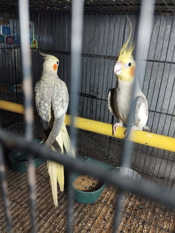 cockatiel breeder pair for sale 10