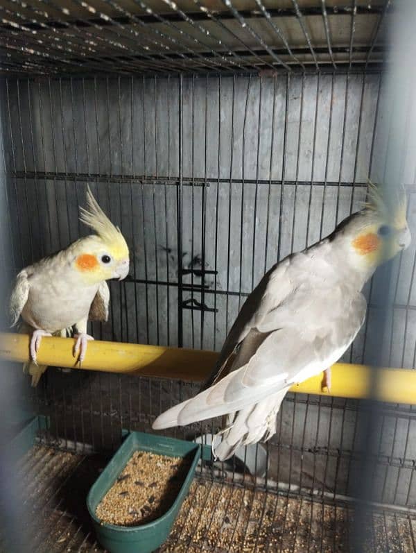 cockatiel breeder pair for sale 11