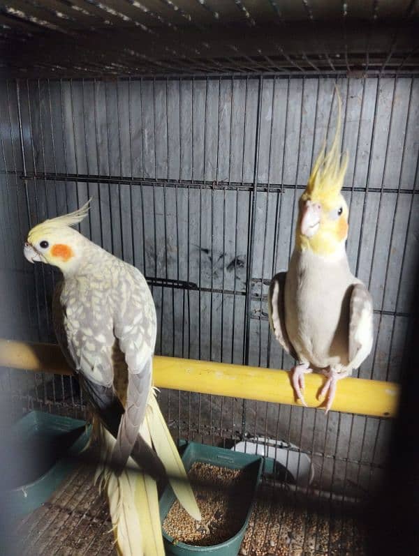 cockatiel breeder pair for sale 12