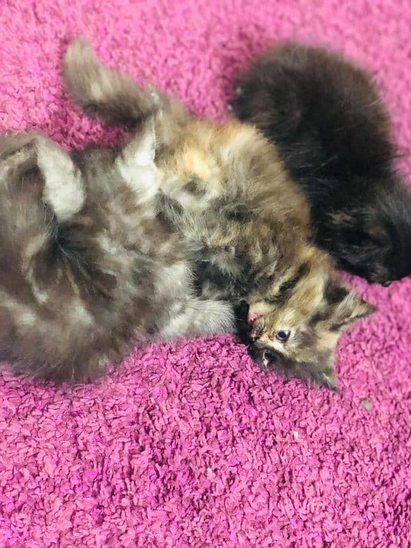 Persian kittens for sale 0