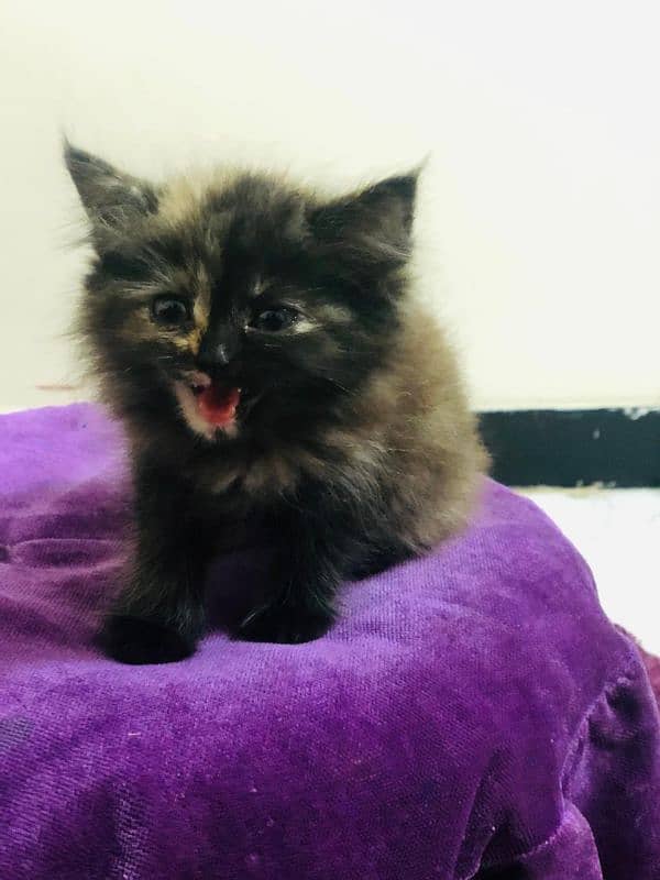 Persian kittens for sale 2