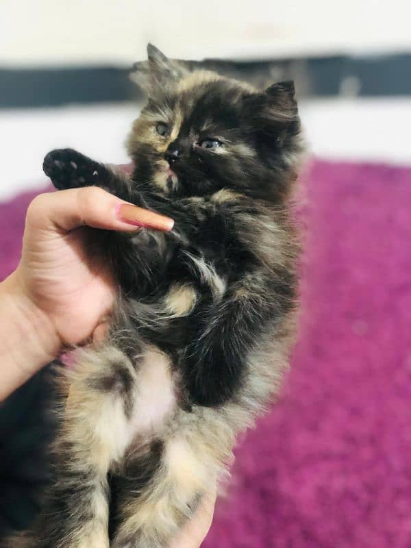 Persian kittens for sale 6