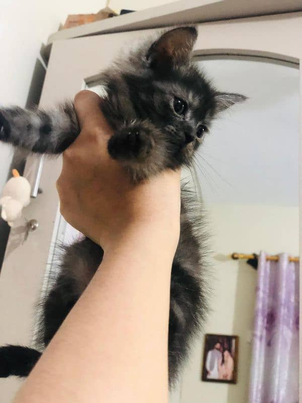 Persian kittens for sale 7