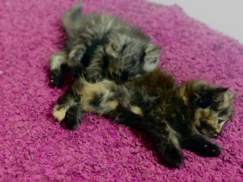 Persian kittens for sale 9