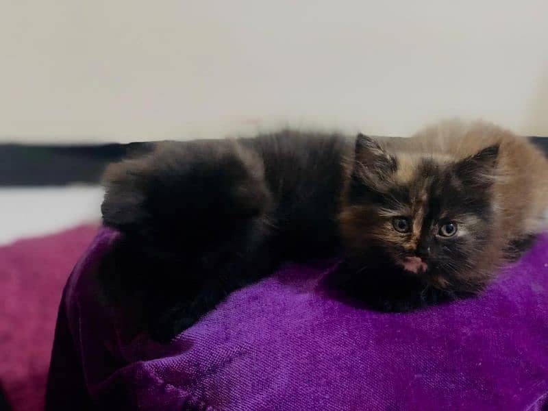 Persian kittens for sale 11