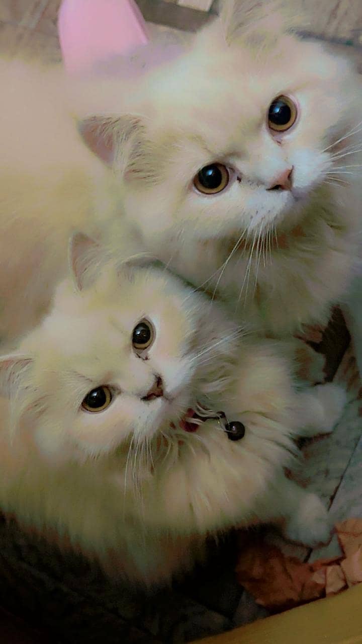 Persian pair for urgent sale 0