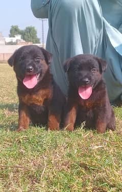 German shepherd puppies for sale pair /GSD pup /german shepherd