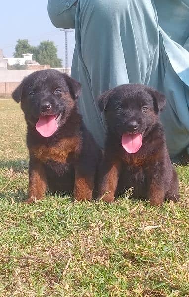 German shepherd puppies for sale pair /GSD pup /german shepherd 0