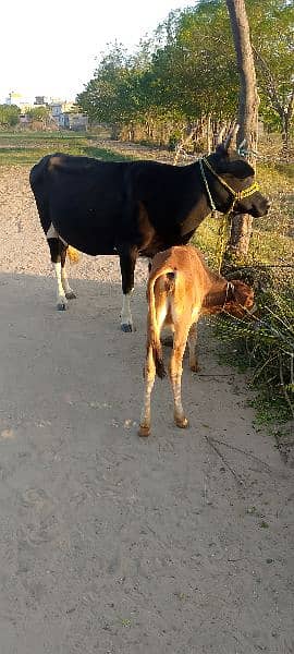 تیسری بار گبھن ہے 20 دن تک آٹھواں مہینہ لگ جاۓ گا ساتھ وچھی  ہے 1