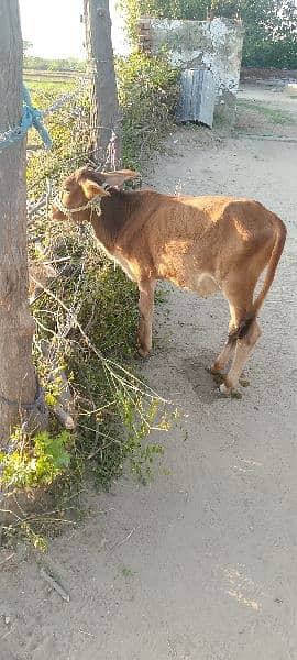 تیسری بار گبھن ہے 20 دن تک آٹھواں مہینہ لگ جاۓ گا ساتھ وچھی  ہے 4