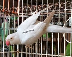 Silver Ringneck Female Adult Breeding