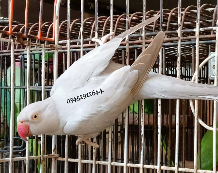 Silver Ringneck Female Adult Breeding 0