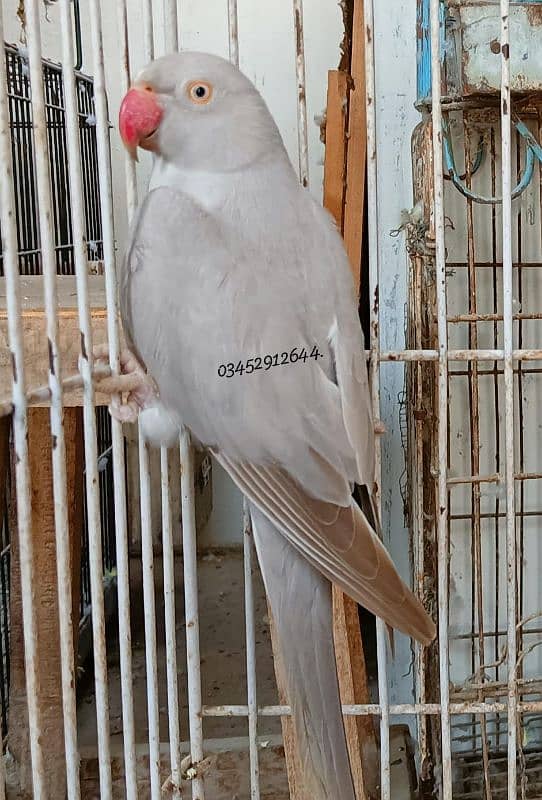 Silver Ringneck Female Adult Breeding 2